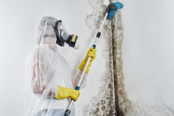 Best DIY Mold Remediation Support Services in Port Orchard, WA