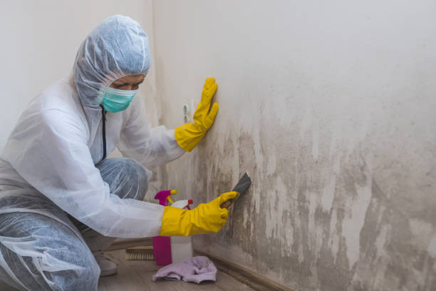 Best Attic Mold Remediation in Port Orchard, WA