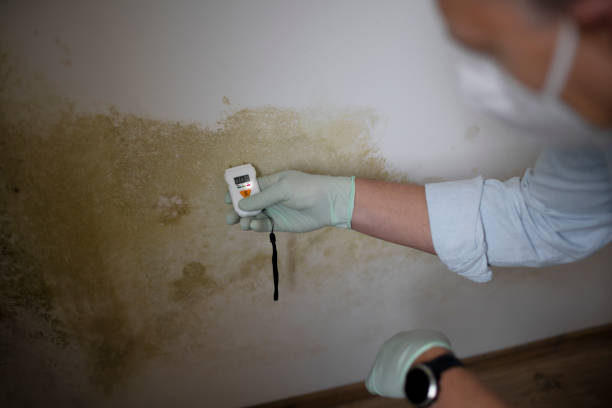 Trusted Port Orchard, WA Mold Remediation Experts