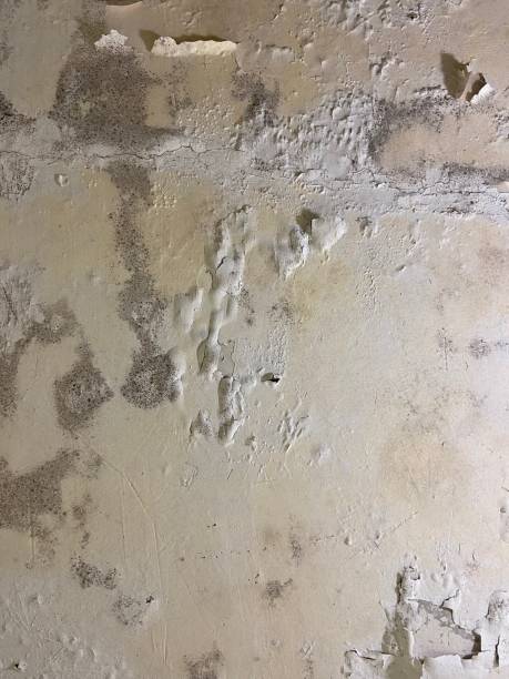 Best Bathroom Mold Remediation in Port Orchard, WA