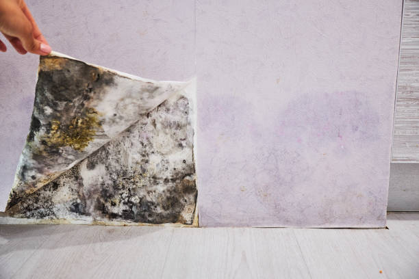 Best Insurance-Related Mold Remediation in Port Orchard, WA
